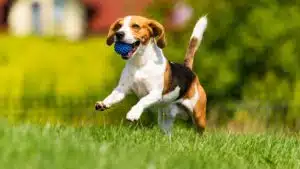 Cách tính tuổi chó: 2 tuổi chó bằng bao nhiêu tuổi người?