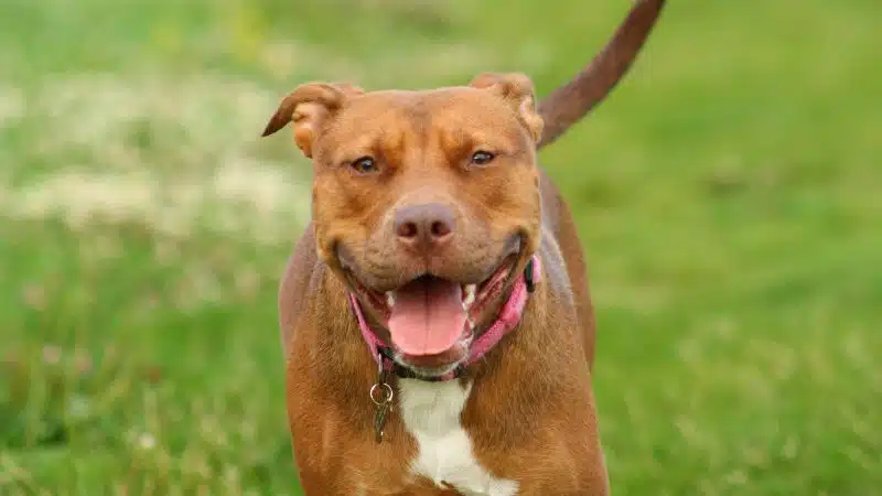 Chó Pitbull: nguồn gốc, phân loại, đặc điểm và cách nuôi 5 Chó Pitbull: nguồn gốc, phân loại, đặc điểm và cách nuôi