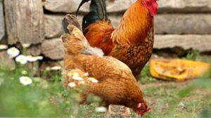 Gà Lương Phượng