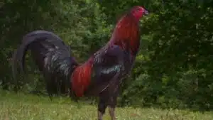 Gà Peru: đặc điểm, lai tạo và nhân giống