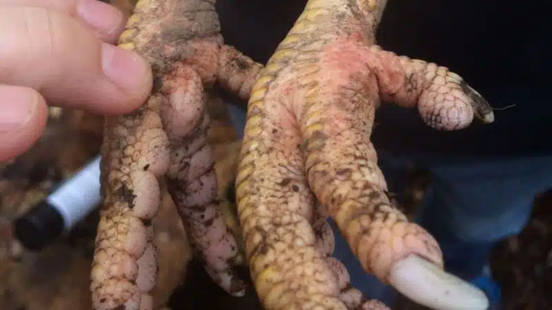 Gà bị ké chậu là gì ? Cách trị gà bị ké chậu hiệu quả