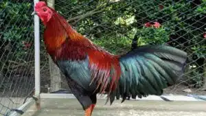 Gà bị ké chậu là gì ? Cách trị gà bị ké chậu hiệu quả