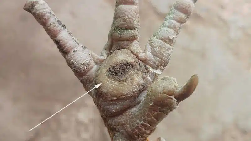 Gà bị ké chậu là gì ? Cách trị gà bị ké chậu hiệu quả