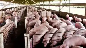 Kỹ thuật phối tinh heo đúng thời điểm