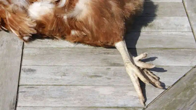 Tìm hiểu bệnh gà bị khô chân teo lườn và cách chữa trị 5 Tìm hiểu bệnh gà bị khô chân teo lườn và cách chữa trị