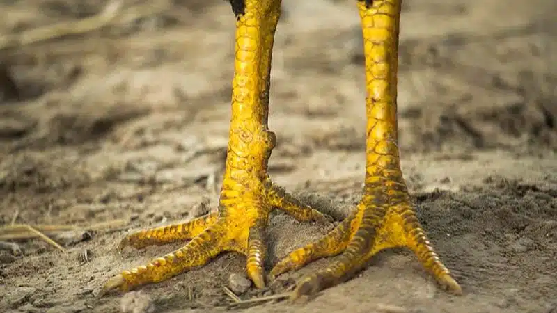 Tìm hiểu bệnh gà bị khô chân teo lườn và cách chữa trị 6 Tìm hiểu bệnh gà bị khô chân teo lườn và cách chữa trị