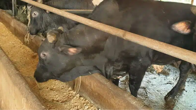 Tìm hiểu và bò angus và đặc tính sinh sản 6 bò angus