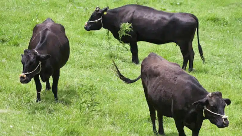 Tìm hiểu và bò angus và đặc tính sinh sản 8 bò angus
