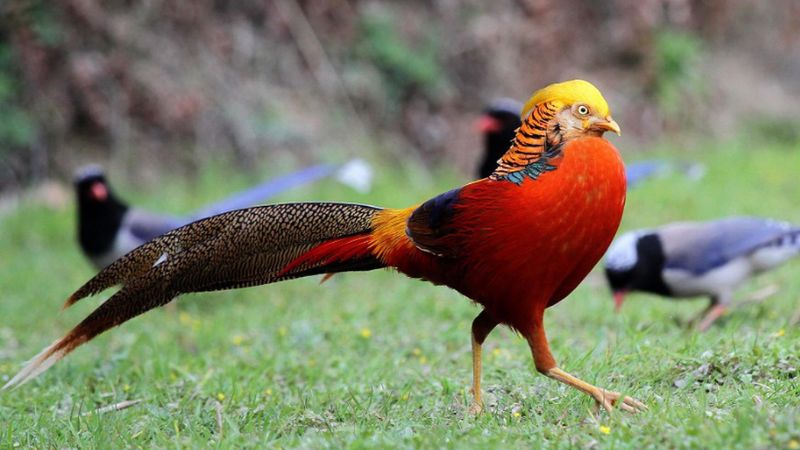 Tìm hiểu về chim Trĩ và tập tính sinh sống 4 Tìm hiểu về chim Trĩ và tập tính sinh sống