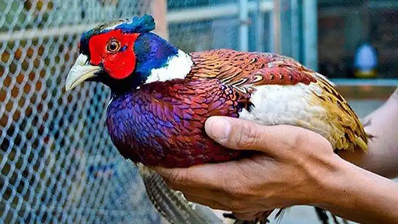 Tìm hiểu về chim Trĩ và tập tính sinh sống 5 Tìm hiểu về chim Trĩ và tập tính sinh sống