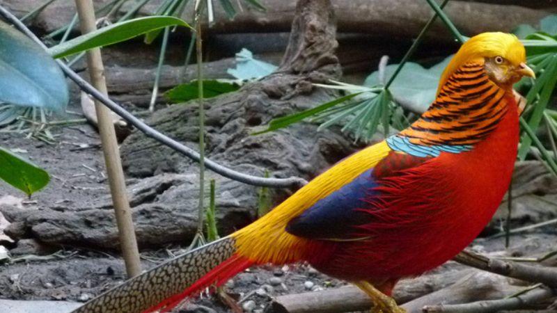 Tìm hiểu về chim Trĩ và tập tính sinh sống 6 Tìm hiểu về chim Trĩ và tập tính sinh sống