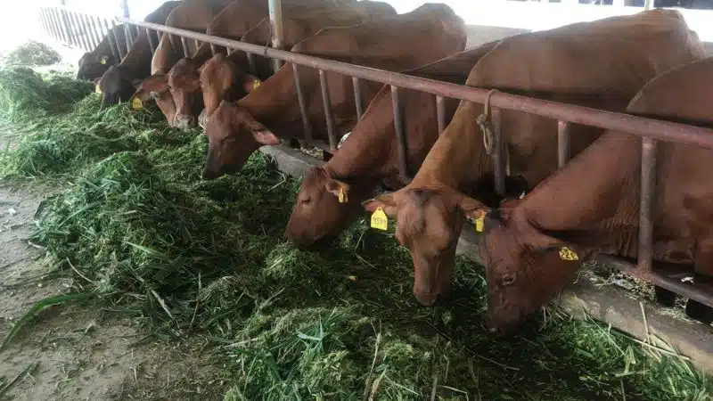 giống bò ở Việt Nam