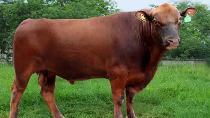 giống bò ở Việt Nam