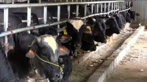 giống bò ở Việt Nam