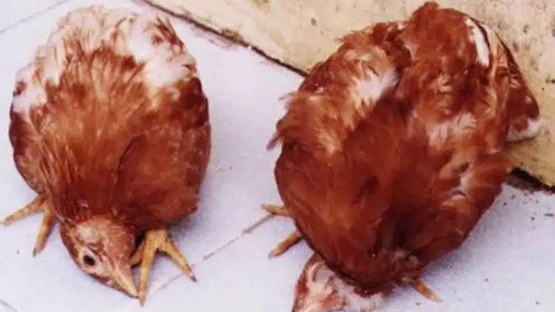 Triệu chứng bệnh newcastle ở gà và thuốc điều trị hiệu quả 4 triệu chứng bệnh NewCastle ở gà