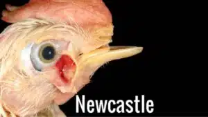 triệu chứng bệnh NewCastle ở gà