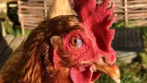 Bệnh gà bị sưng mắt, phù đầu và cách chữa bệnh coryza hiệu quả