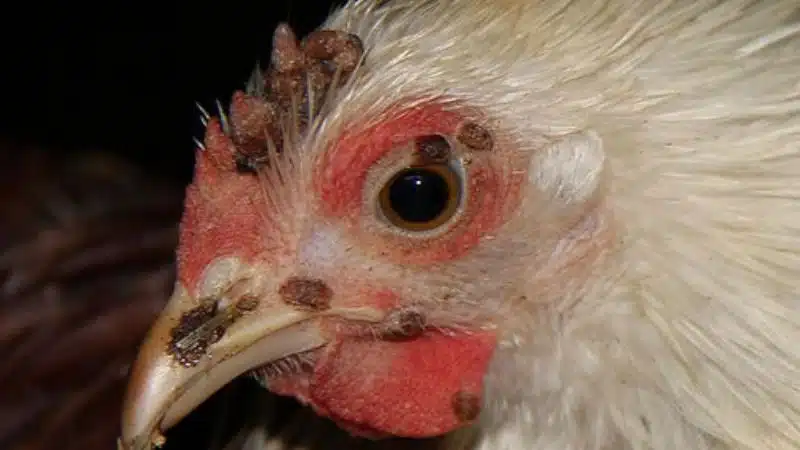 Bệnh gà bị sưng mắt, phù đầu và cách chữa bệnh coryza hiệu quả