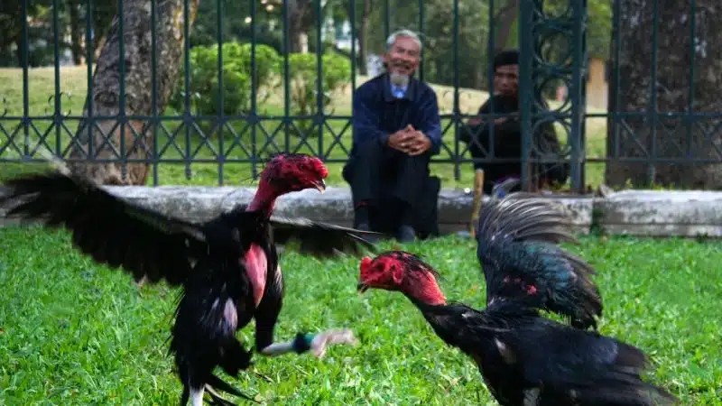 Cách chữa bệnh lác cho gà chọi hết nấm mốc 4 Cách chữa bệnh lác cho gà chọi hết nấm mốc