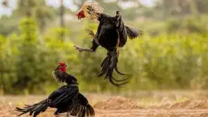 Cách chữa bệnh lác cho gà chọi hết nấm mốc