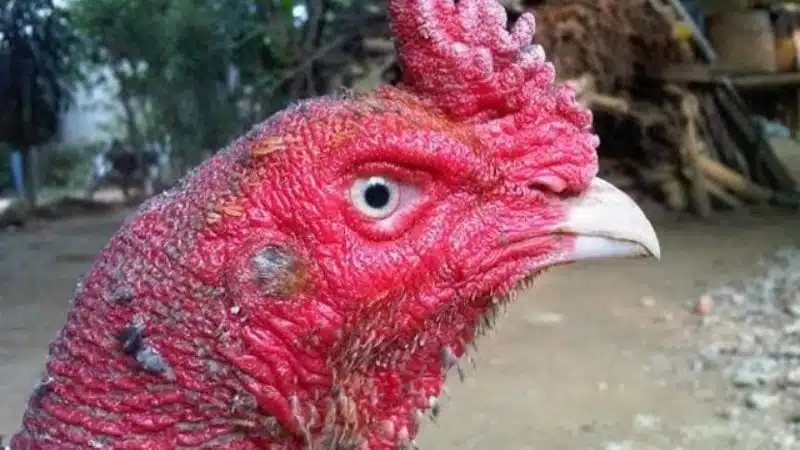 Cách chữa bệnh lác cho gà chọi hết nấm mốc 6 Cách chữa bệnh lác cho gà chọi hết nấm mốc