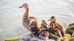 Cách hạch toán chi phí nuôi 100 con vịt xiêm