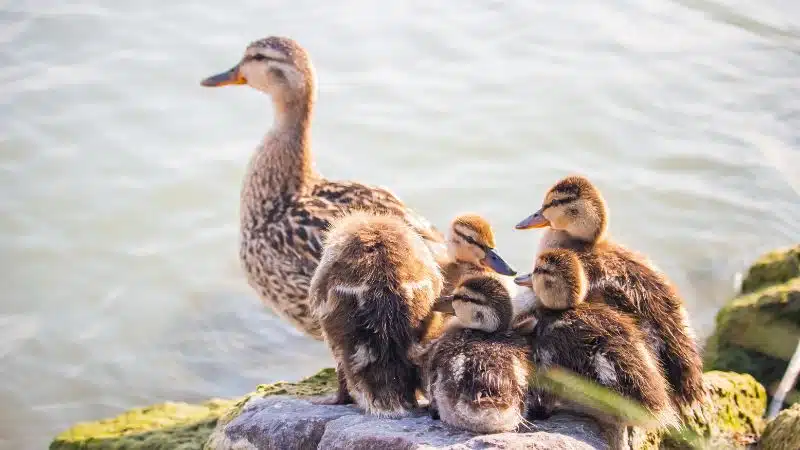 Cách hạch toán chi phí nuôi 100 con vịt xiêm