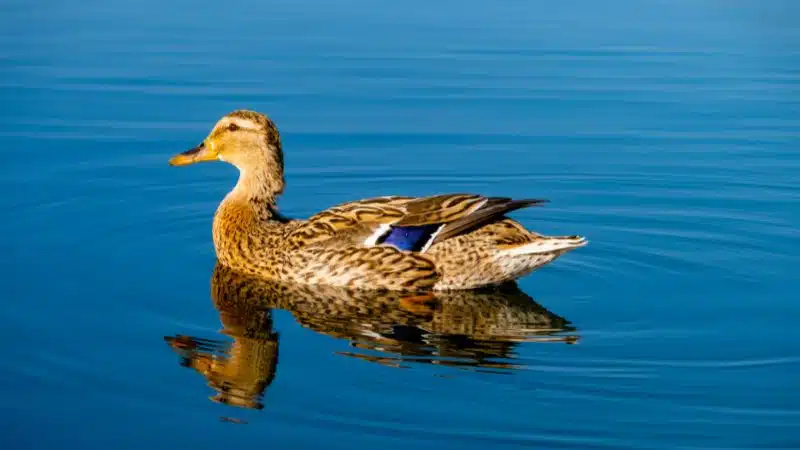 Cách hạch toán chi phí nuôi 100 con vịt xiêm