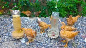 Cách làm máng uống nước tự chế cho gà thả vườn