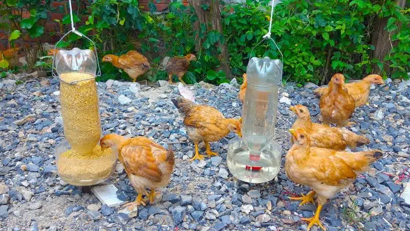 Cách làm máng uống nước tự chế cho gà thả vườn