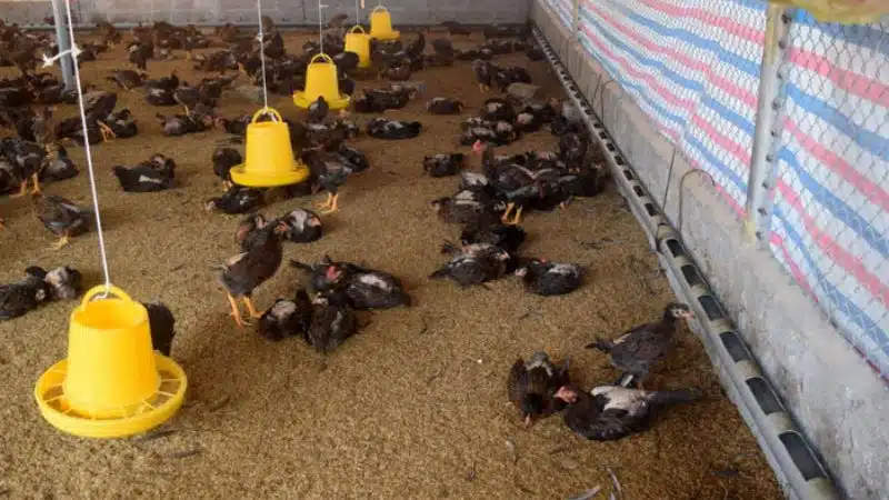 Cách làm máng uống nước tự chế cho gà thả vườn