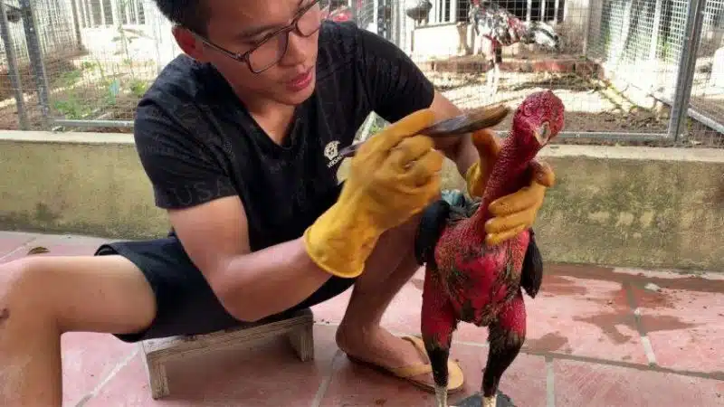 Cách vào nghệ cho gà chọi 4 Cách vào nghệ cho gà chọi