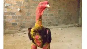 Cách vào nghệ cho gà chọi