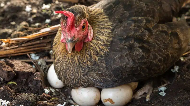 Cho gà ăn gì để đẻ nhiều trứng và gà mái nhanh đẻ