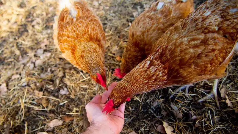 Đặc điểm và kỹ thuật nuôi giống gà isa brown