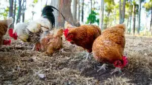 Đặc điểm và kỹ thuật nuôi giống gà isa brown