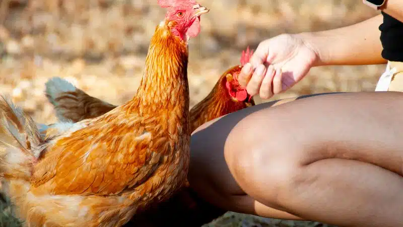 Đặc điểm và kỹ thuật nuôi giống gà isa brown