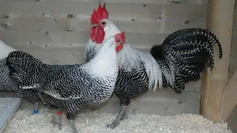 Gà Ai Cập - đặc điểm, giá bán và địa chỉ mua giống