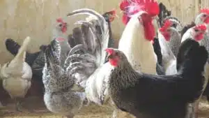 Gà Ai Cập - đặc điểm, giá bán và địa chỉ mua giống