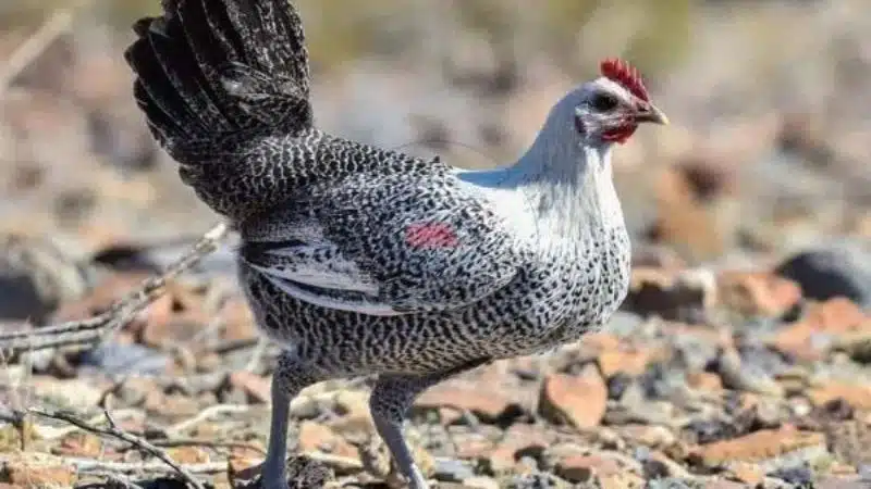 Gà Ai Cập - đặc điểm, giá bán và địa chỉ mua giống