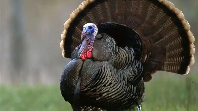 Gà Tây: đặc điểm, kỹ thuật nuôi thịt và lấy trứng 4 giống gà Tây