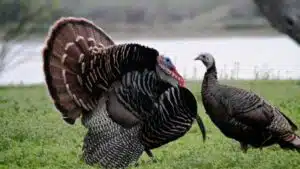 đặc điểm của gà Tây