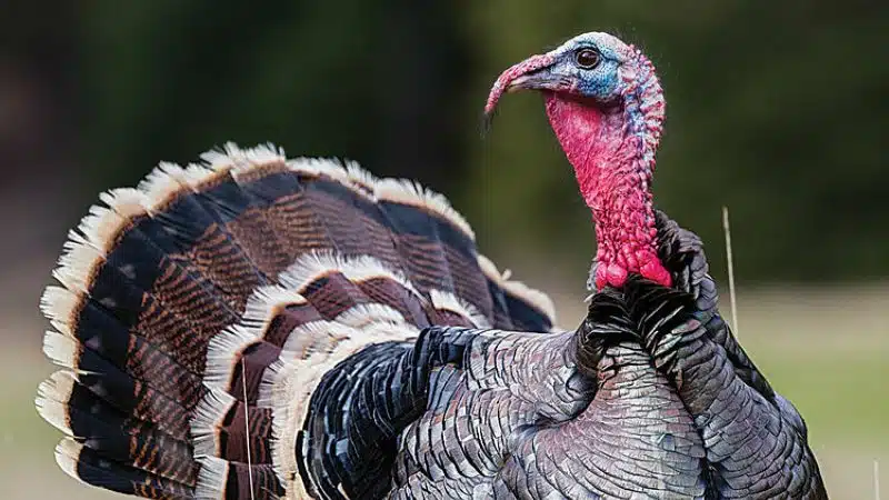 Gà Tây: đặc điểm, kỹ thuật nuôi thịt và lấy trứng 6 giống gà Tây