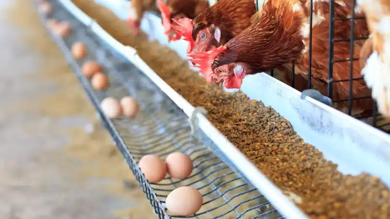Gà ấp bao nhiêu ngày thì nở 4 Gà ấp bao nhiêu ngày thì nở