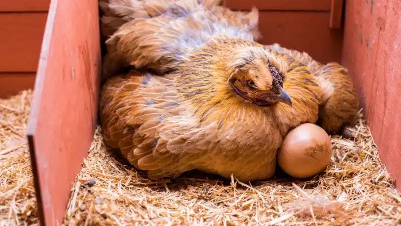 Gà ấp bao nhiêu ngày thì nở 6 Gà ấp bao nhiêu ngày thì nở