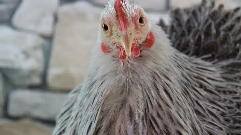 Gà ỉa phân xanh phân trắng