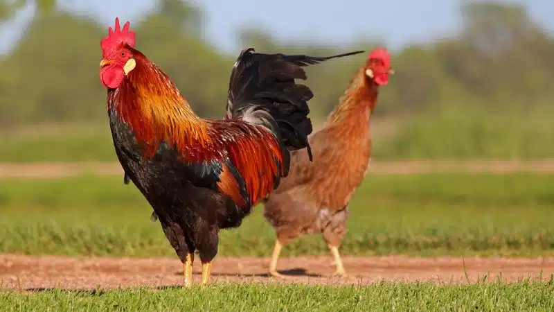 Gà ỉa phân xanh phân trắng