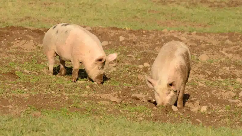 Giống lợn yorkshire: nguồn gốc, đặc điểm và giá bán 10 Giống lợn yorkshire