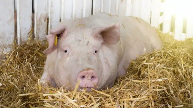 Giống lợn yorkshire