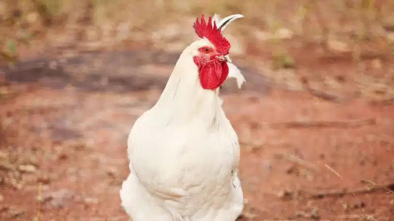 Nguồn gốc, đặc điểm và giá trị kinh tế của gà leghorn (lơ go) 5 gà leghorn